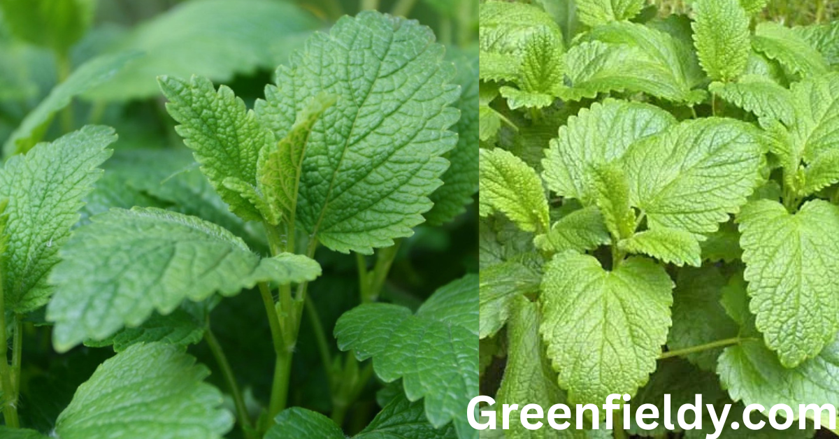 how to use lemon balm plant