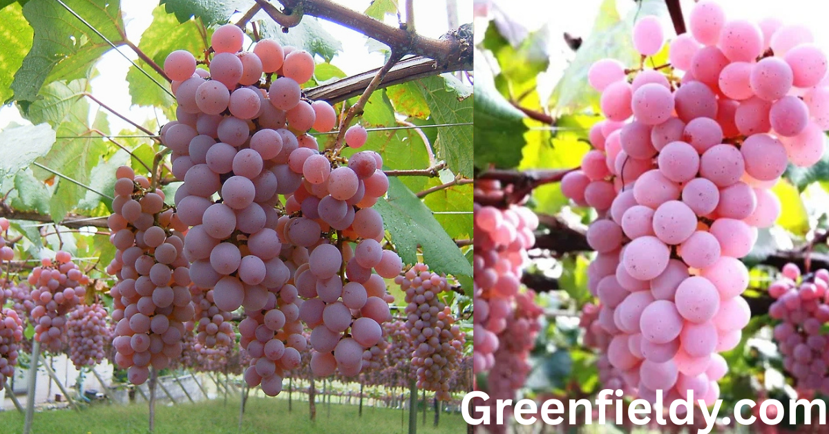 japanese koshu pink grapes