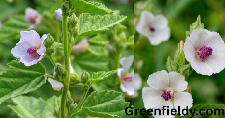 marshmallow companion plants