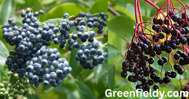 plants that look like elderberry