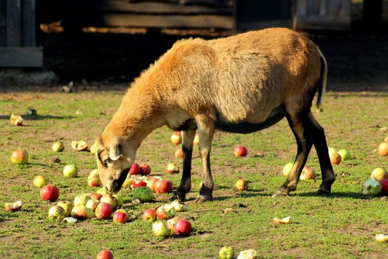 can sheep eat apples