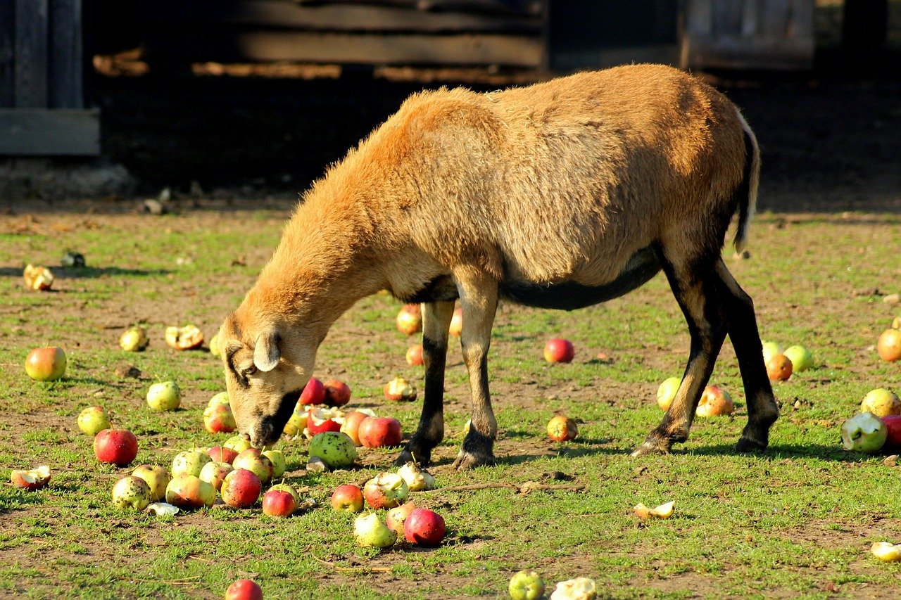 can sheep eat apples