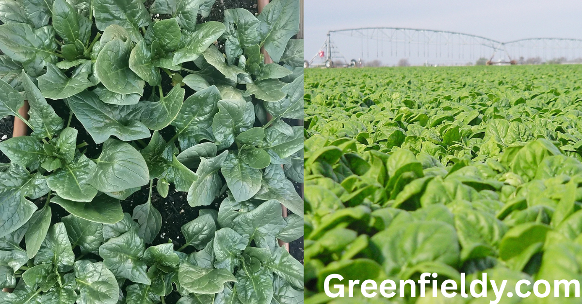 when to plant spinach in texas