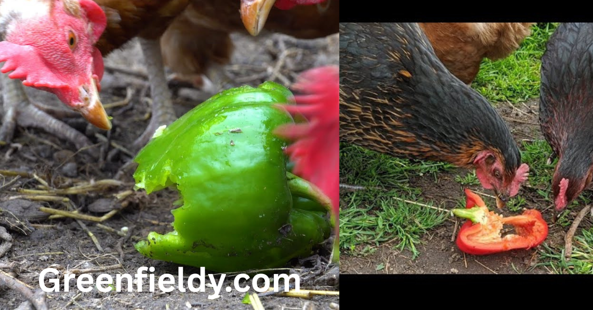 Can Chickens Eat Bell Peppers