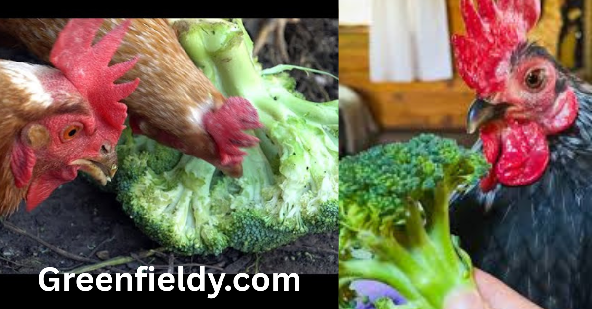 Can chickens eat broccoli
