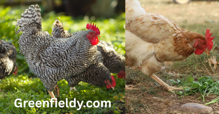 Can Chickens Eat Cilantro