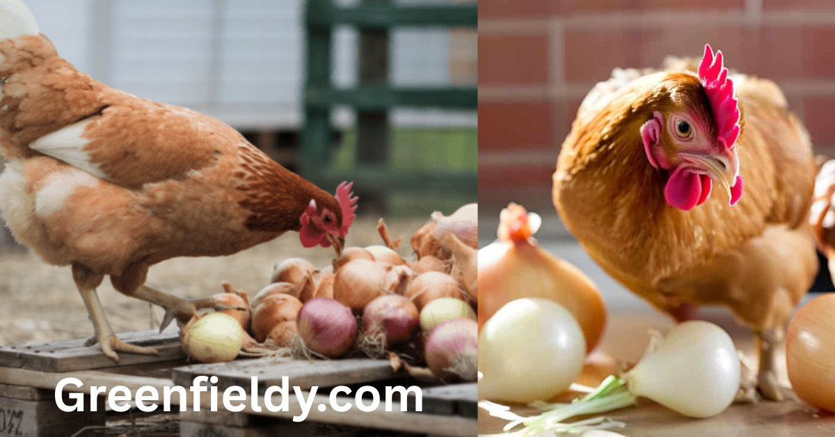 Can Chickens Eat Onions