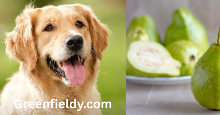 Can Dogs Eat Guava