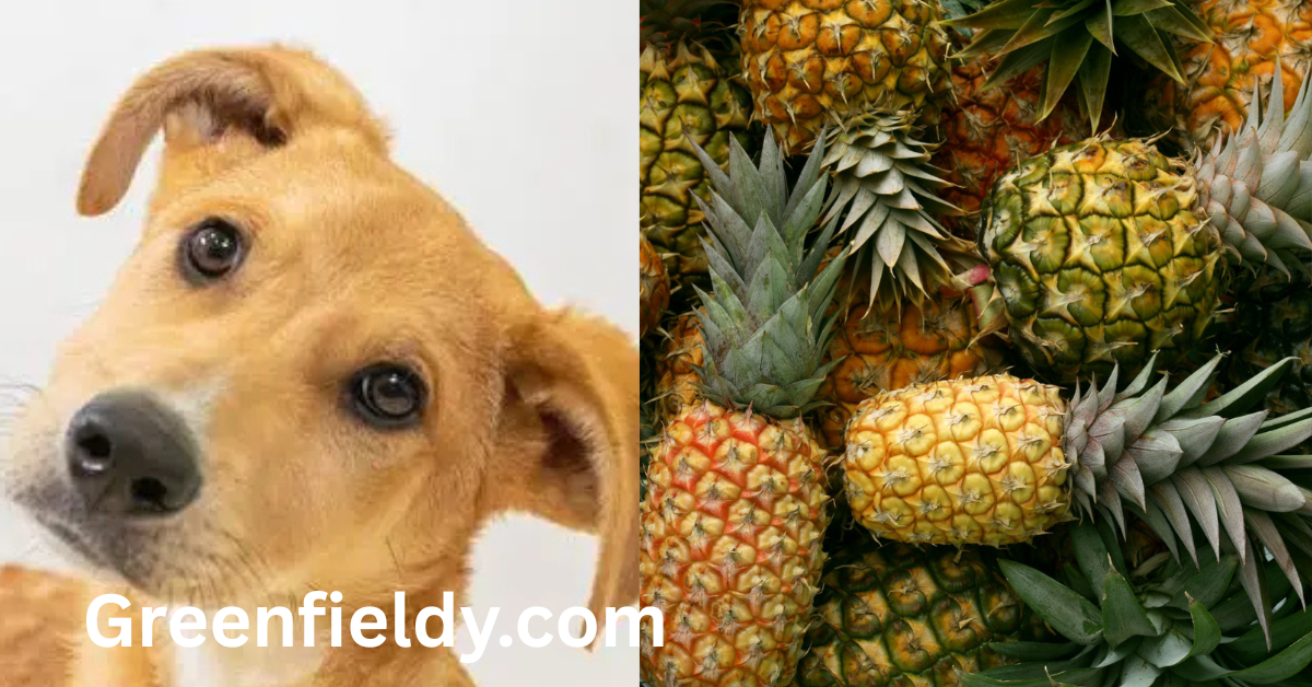 can dogs have pineapple