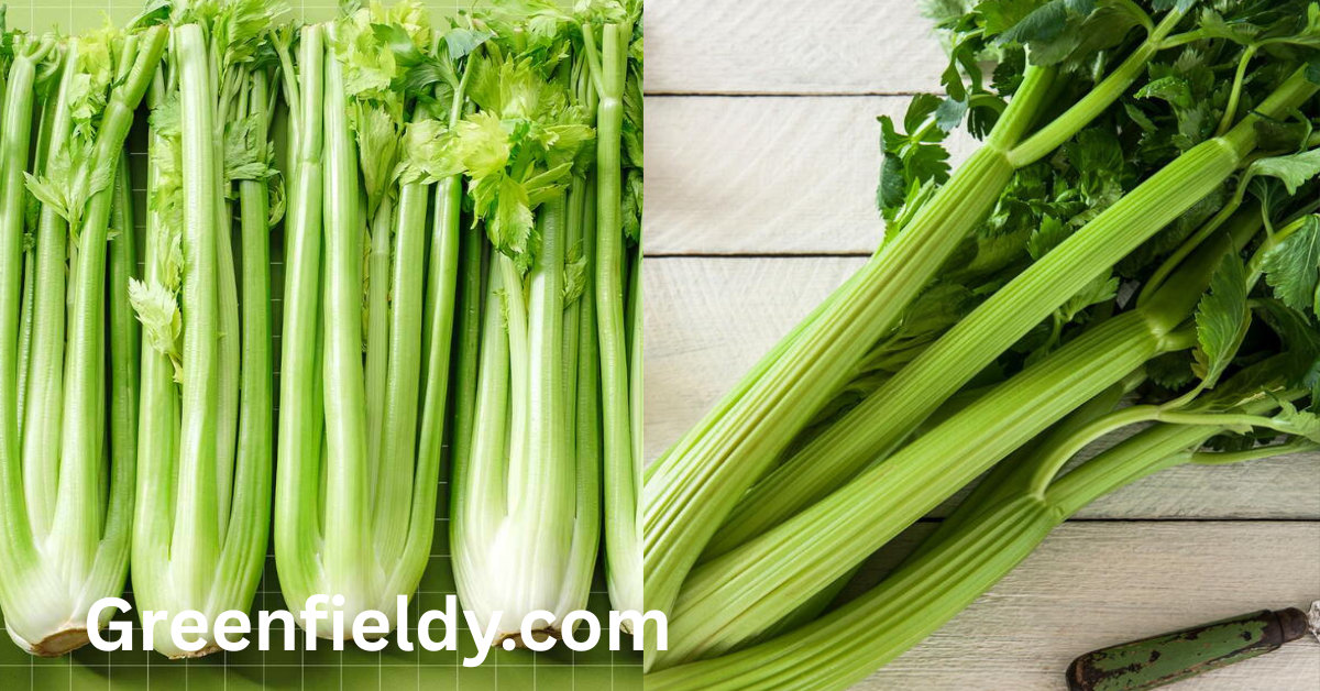 Celery shortage