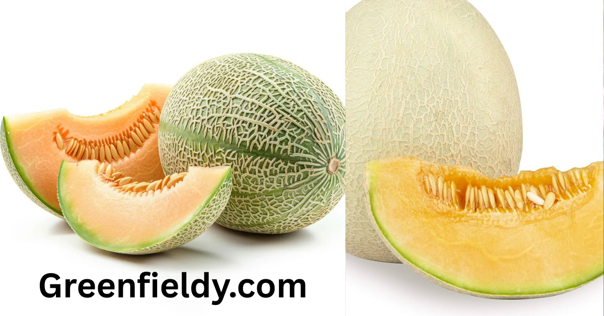 Musk Melon Shortage