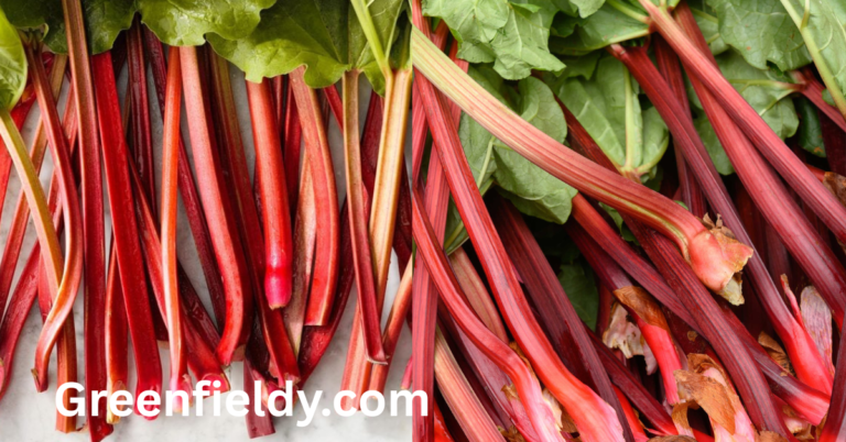 Rhubarb Shortage