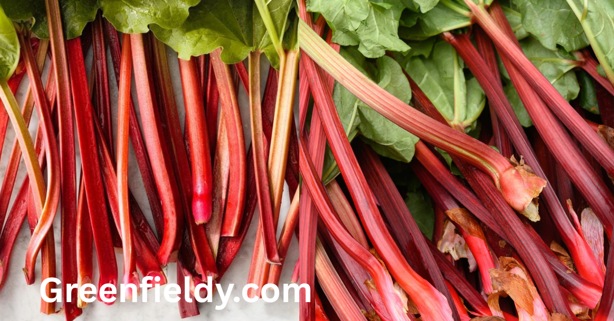 Rhubarb Shortage