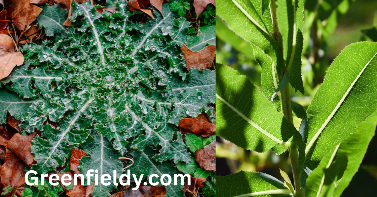 Wild Lettuce Look Alikes