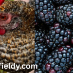 can chickens eat blackberries