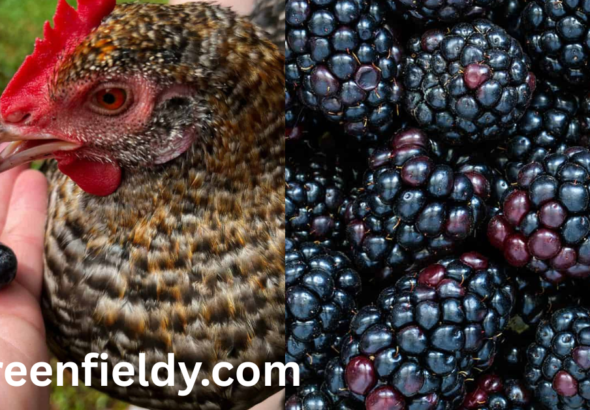 can chickens eat blackberries