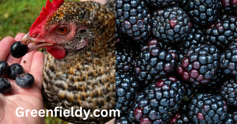 can chickens eat blackberries