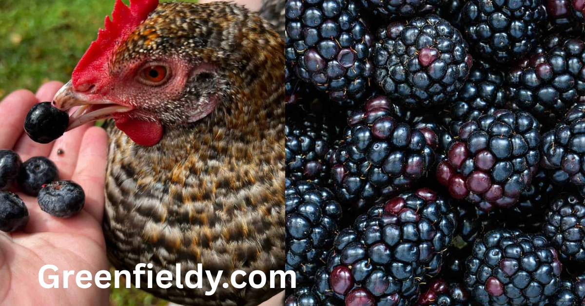 can chickens eat blackberries