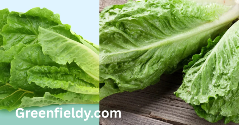 when to plant lettuce