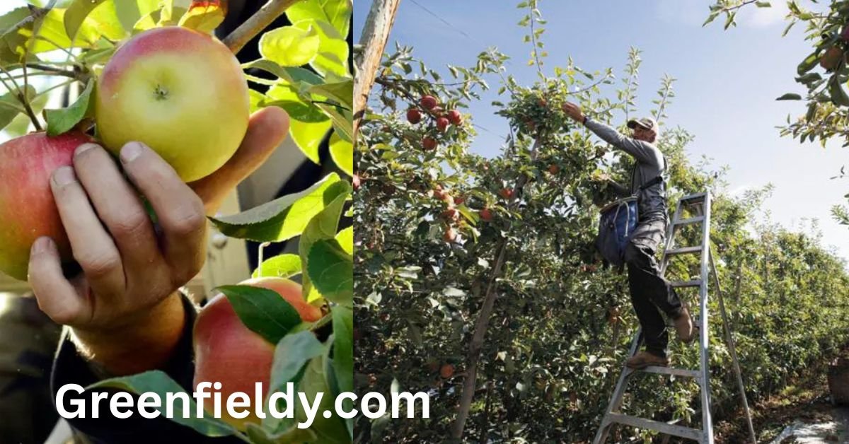 Apple Picking Labor Shortage