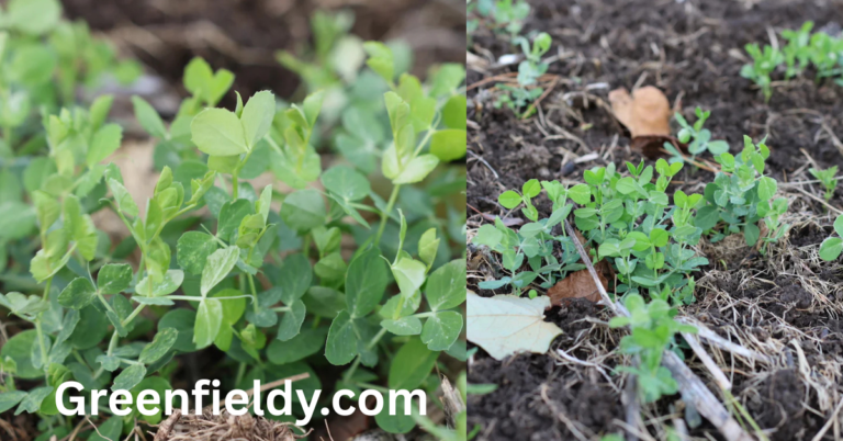 Austrian winter peas