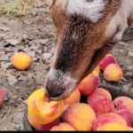 Can Goats Eat Peaches