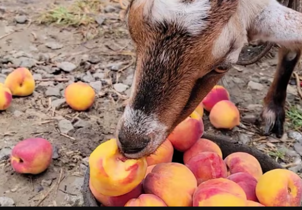 Can Goats Eat Peaches