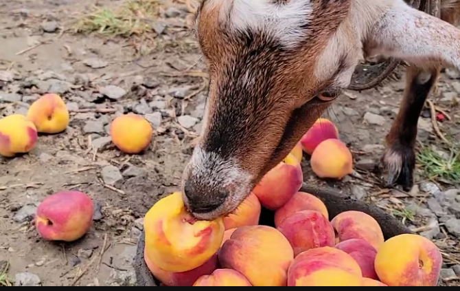 Can Goats Eat Peaches