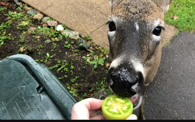 do deer eat tomatoes