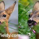 Do Deer Eat Vinca