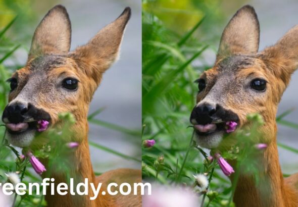 Do Deer Eat Vinca