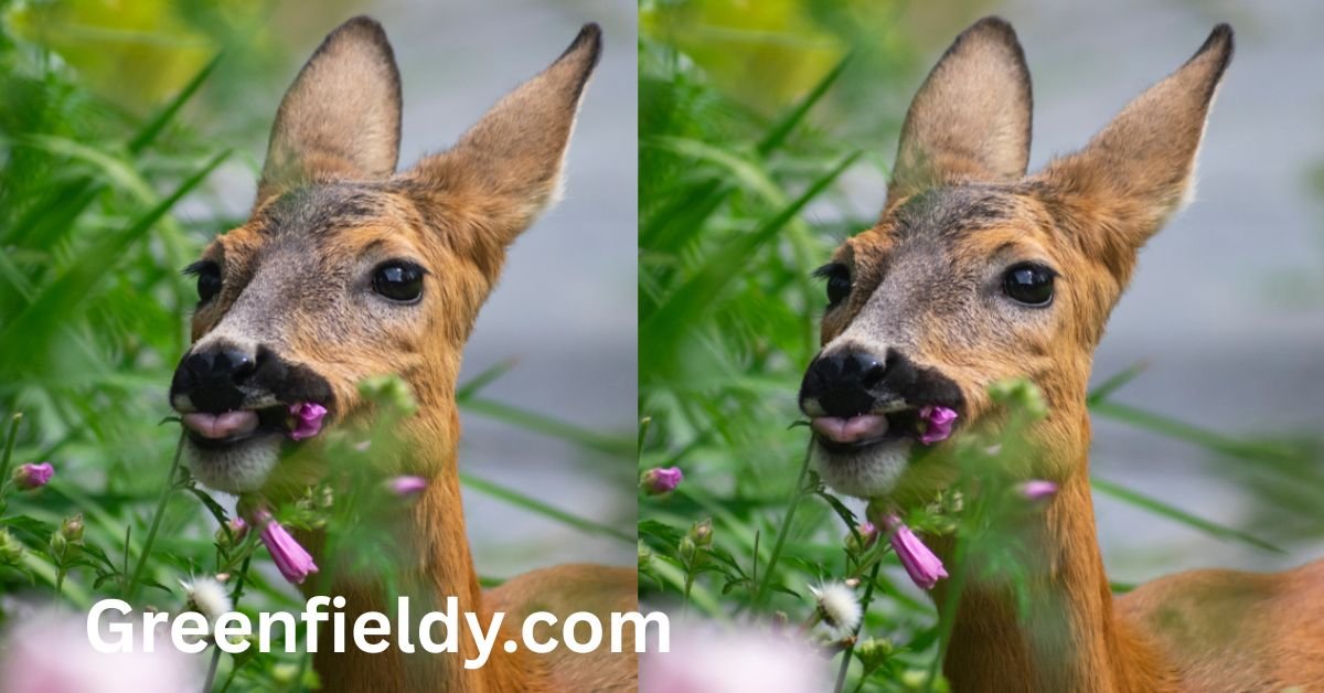 Do Deer Eat Vinca