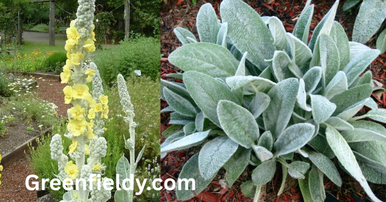 Lamb’s Ear vs Mullein