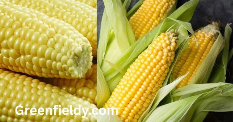 Sweet Corn shortage