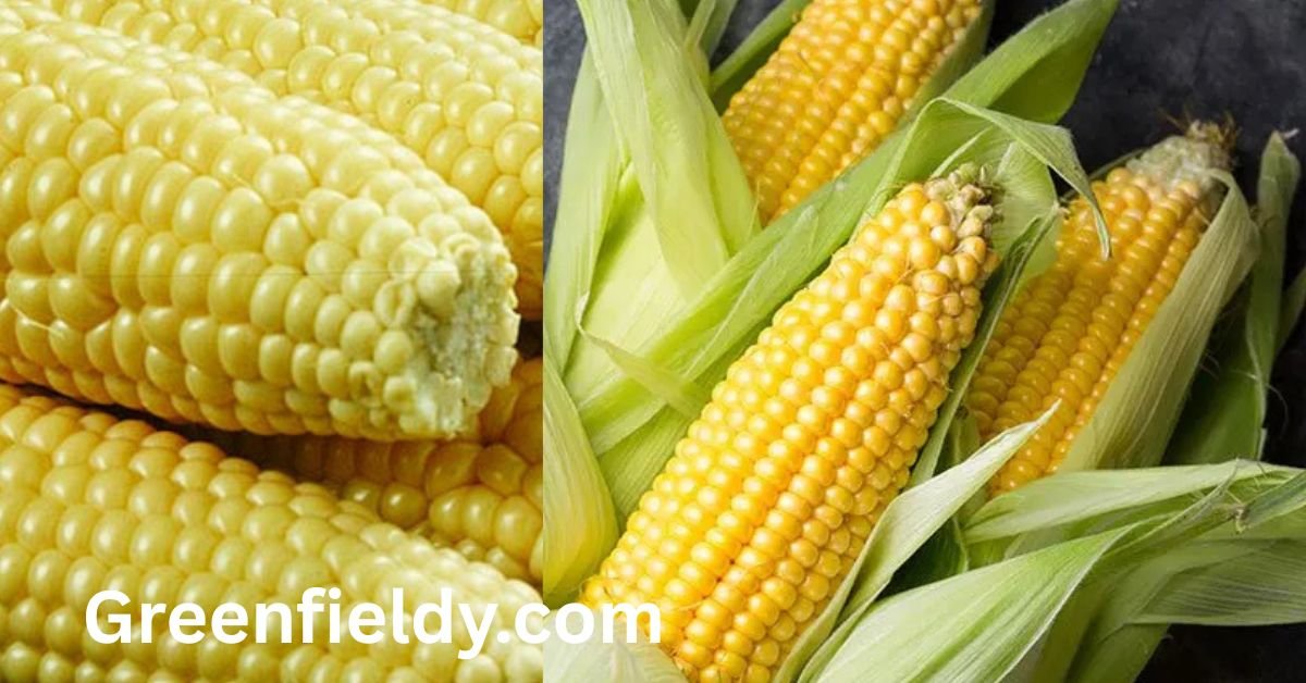 Sweet Corn shortage