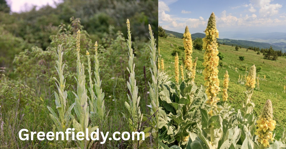 When to Harvest Mullein