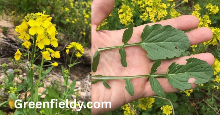 Wild Mustard look alikes
