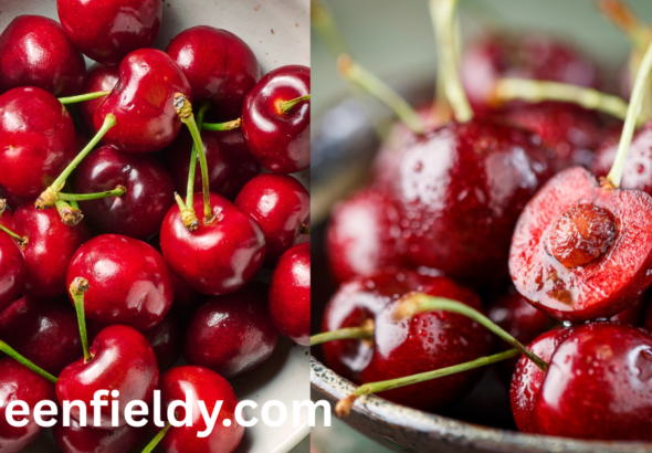 cherry season in Florida