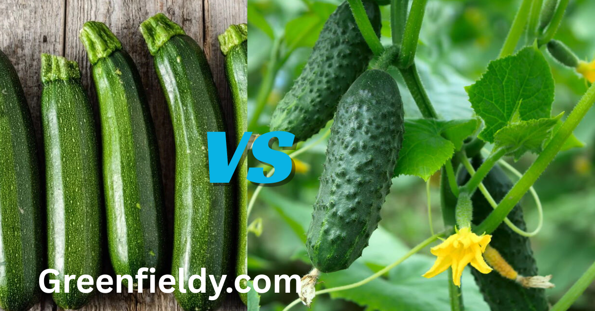 cucumber vs zucchini plant
