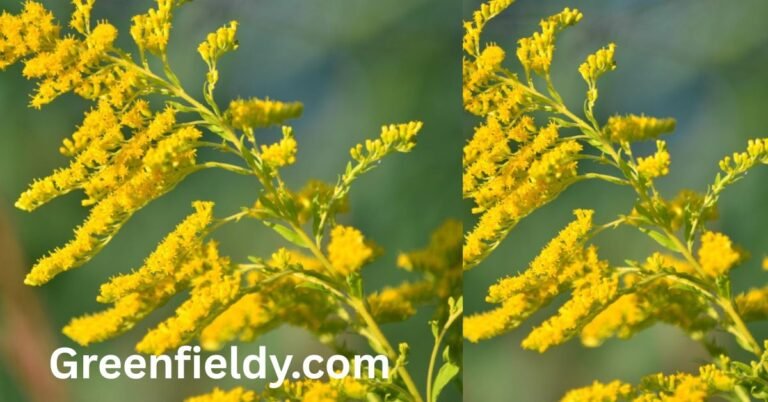 goldenrod look alikes