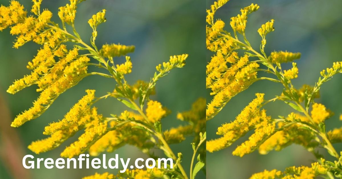 goldenrod look alikes