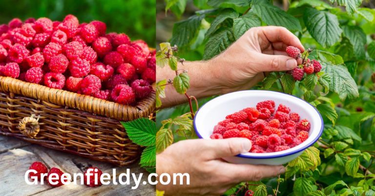 raspberry shortage