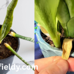 snake plant yellow leaves