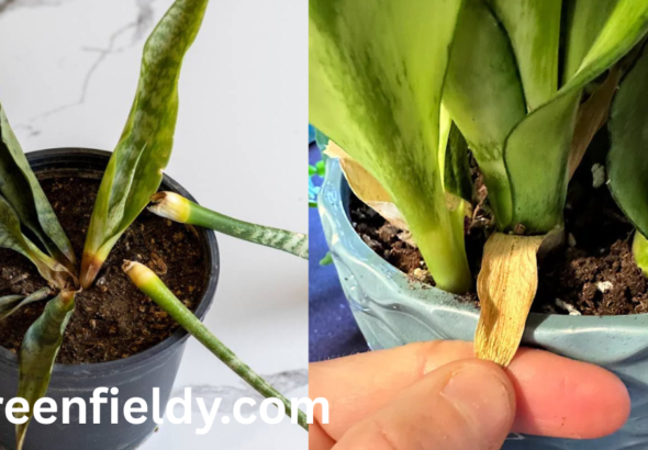 snake plant yellow leaves