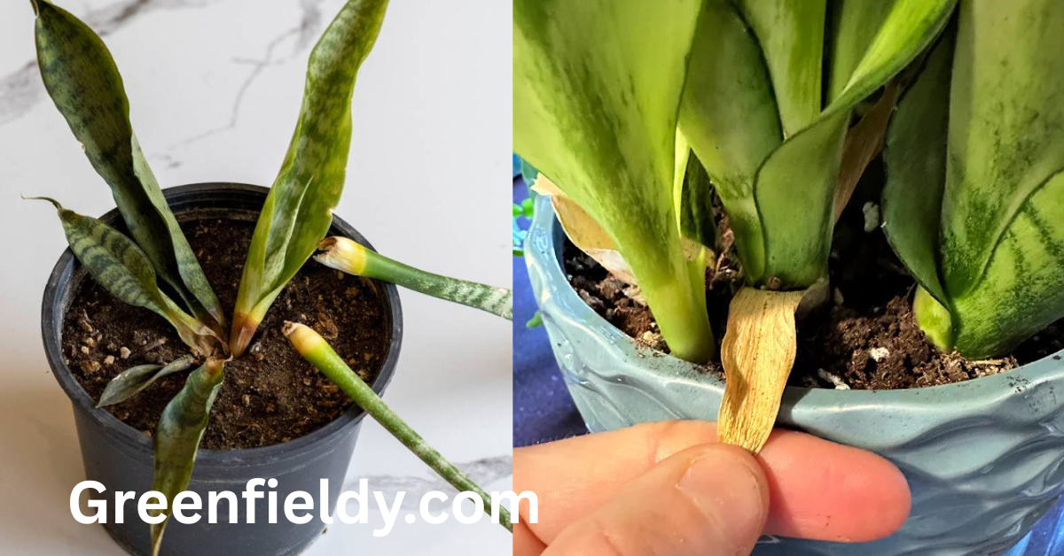 snake plant yellow leaves