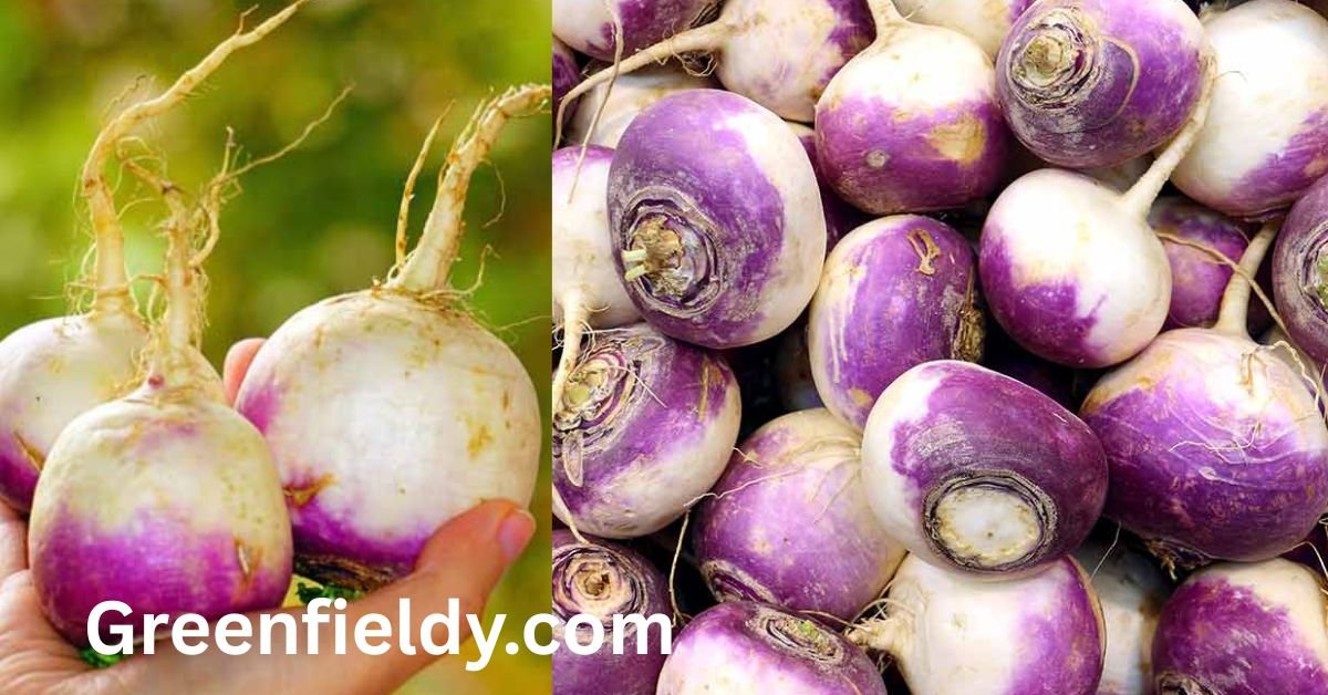 turnip shortage
