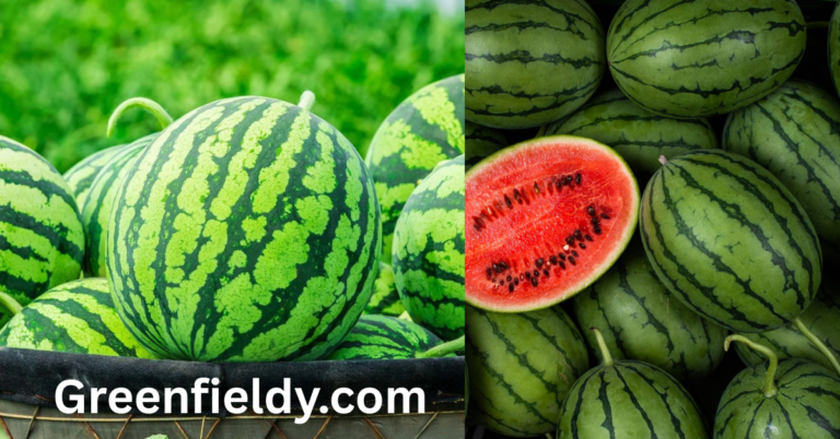 watermelon growing stages