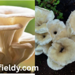when is mushroom season