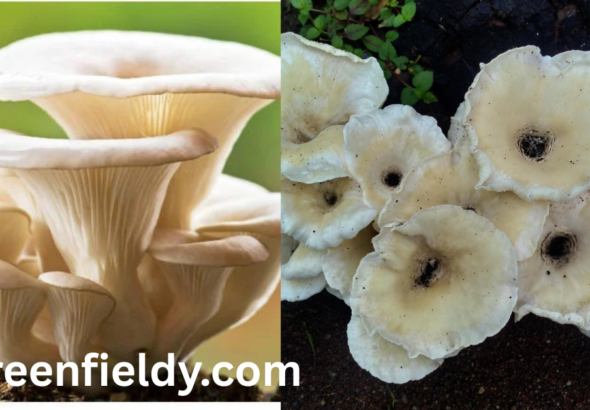 when is mushroom season