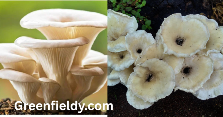 when is mushroom season